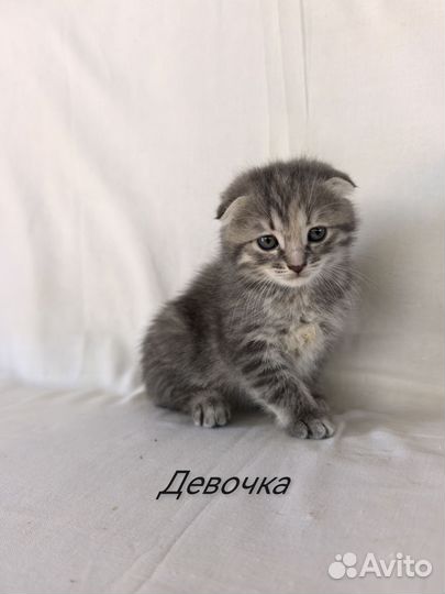 Шотландские вислоухие котята