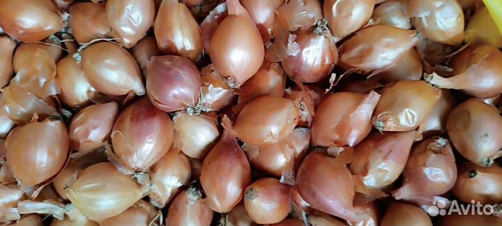 Лук севок семейный