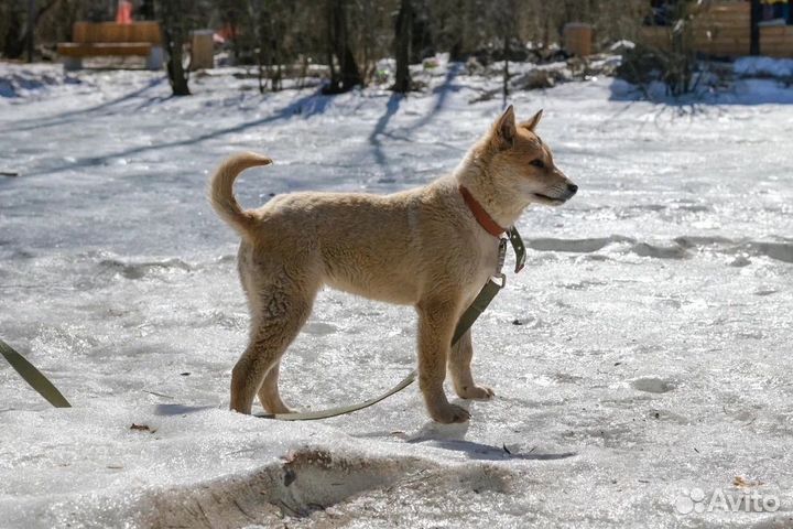 Мика ищет дом