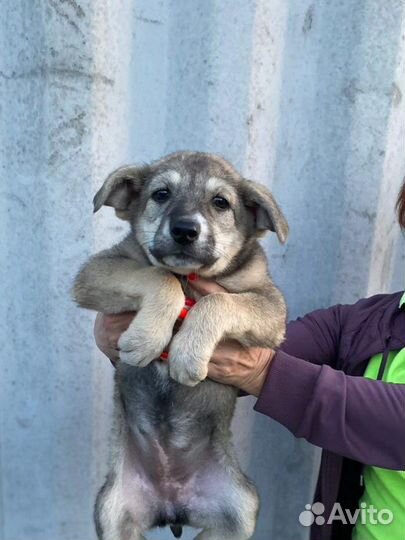 Щенок девочка