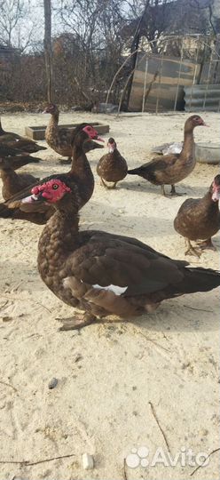 Мускусные утки