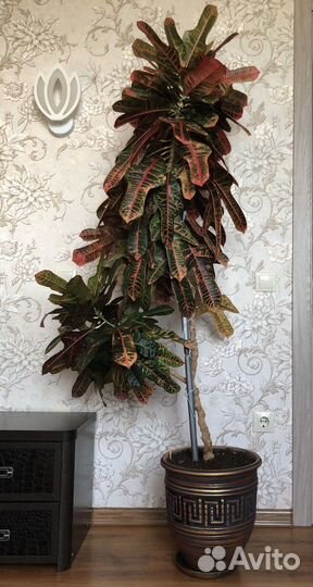 Кротон (кодиеум) Экселент 10 лет цветок комнатный