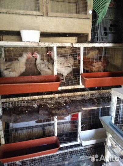Клетки для кур, перепелов и бройлеров