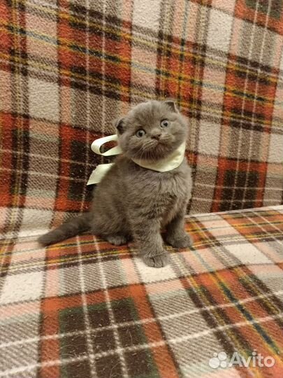 Роскошные шотландские котята