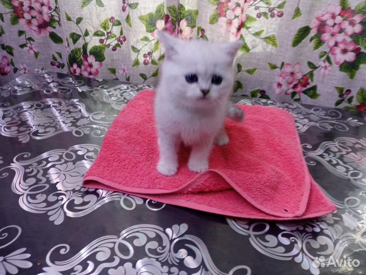 Девочка манчкин (лонг)