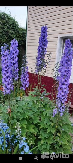 Дельфиниум новозеландский Дицентра