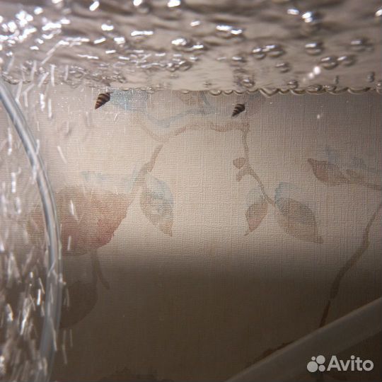 Хелены, хищные улитки