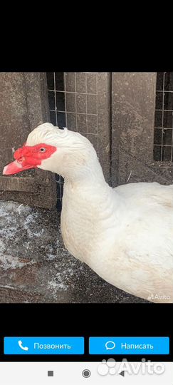 Мускусные утки