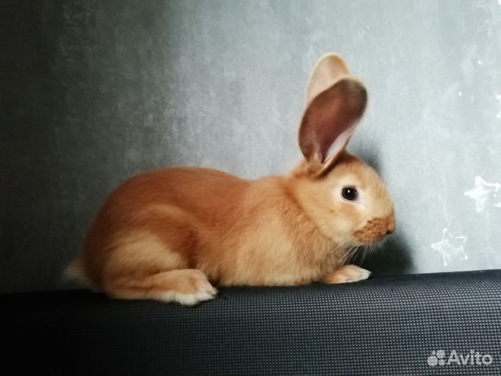 Кролики бургундские