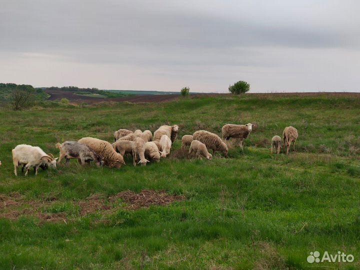 Овцы бараны ягнята
