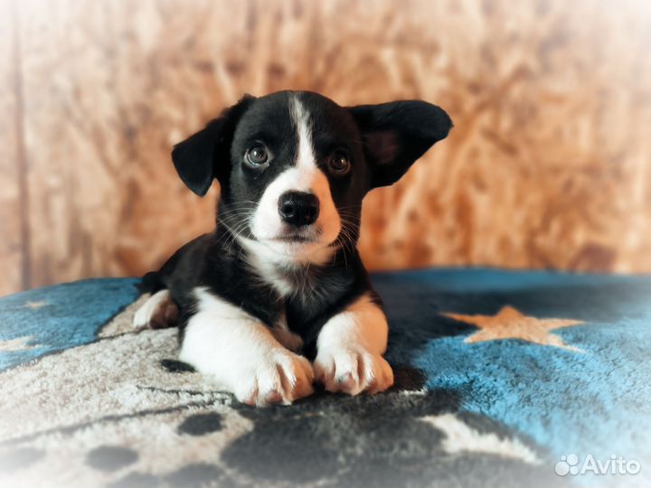 Мальчик корги