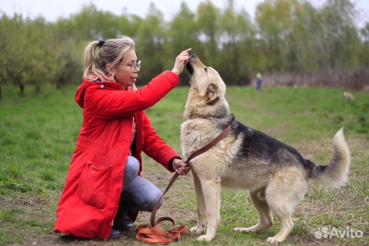 Собака в добрые руки