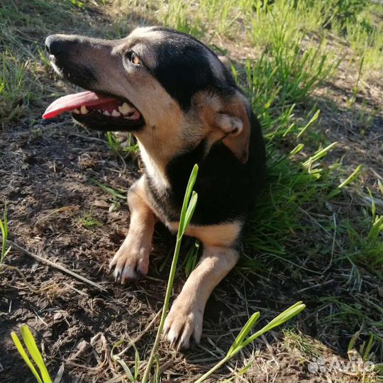 Маленькая собака