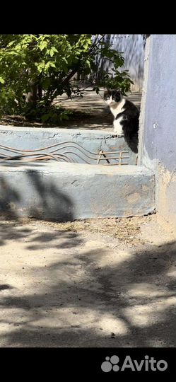 Котята в добрые руки бесплатно