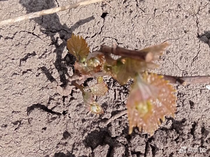 Годовалые саженцы винограда