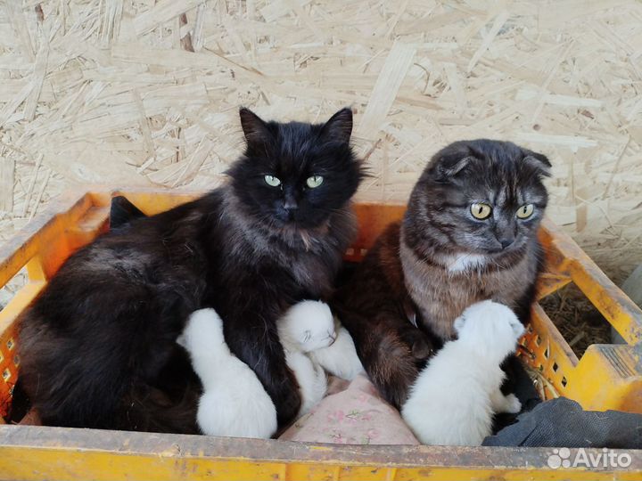 Шотландская кошка в дар
