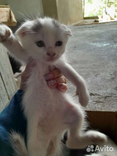 Котята бесплатно