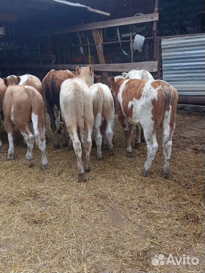 Бычки и телята