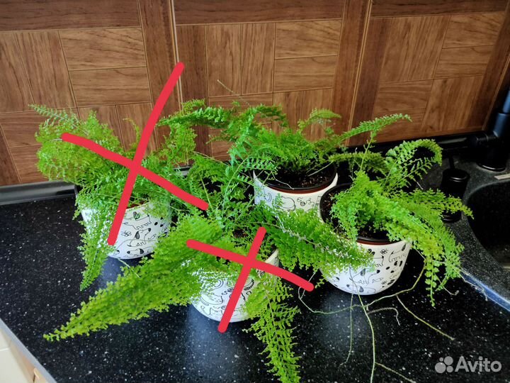 Нефролепис Грин Фэнтези