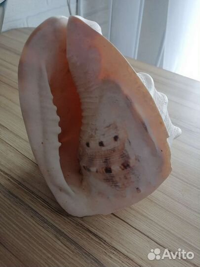 Большая ракушка