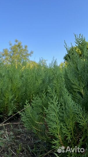 Туя восточная 30-40 см