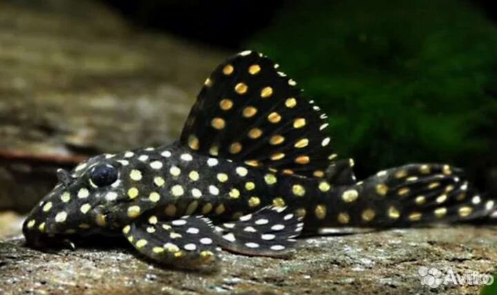 Номерные сомики, креветки синие, корм, грот