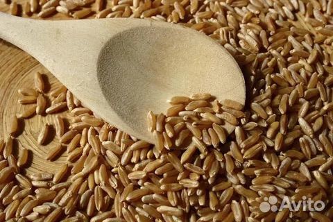 Яровая таердая пшеница