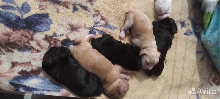 Щенки кокер спаниеля