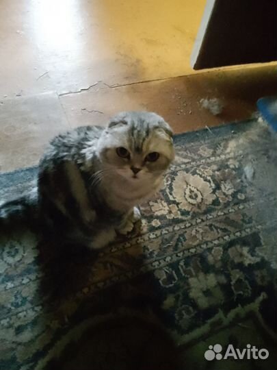 Кошка британка