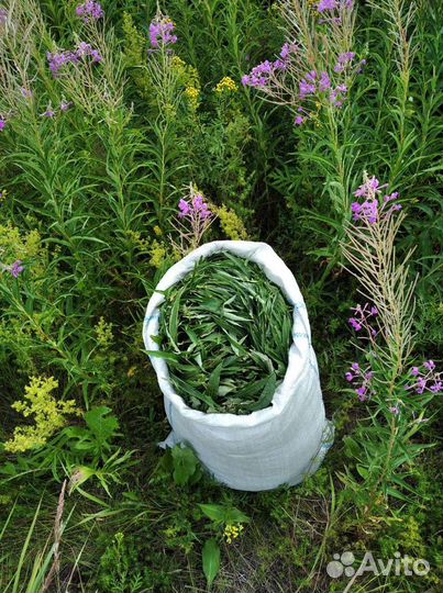 Иван чай крупнолистовой