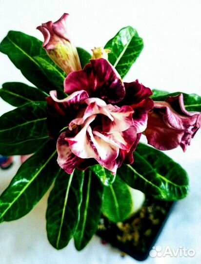 Адениум Trung Tinh