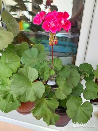 Цветы разные продам с горшками