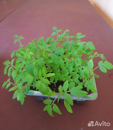 Рассада перца,томатов,семена сортовой фасоли