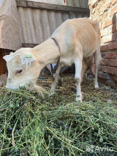 Коза дойная