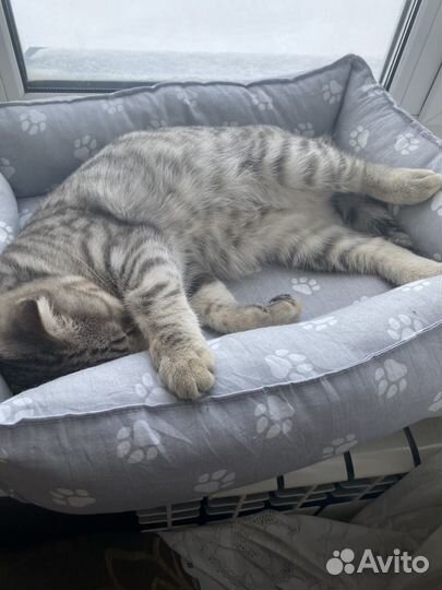 Отдам кота в добрые руки