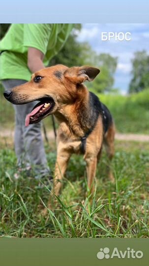 Добрый и ласковый пес в поисках семьи