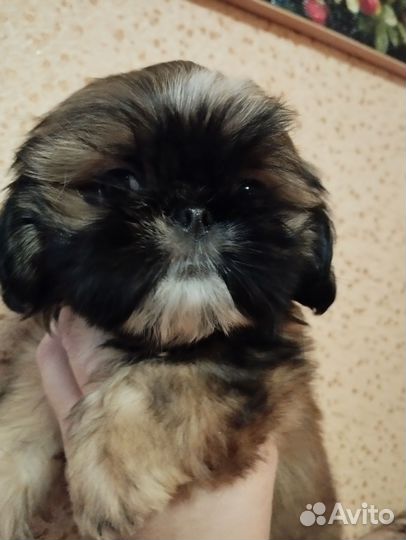 Ши-тцу девочка