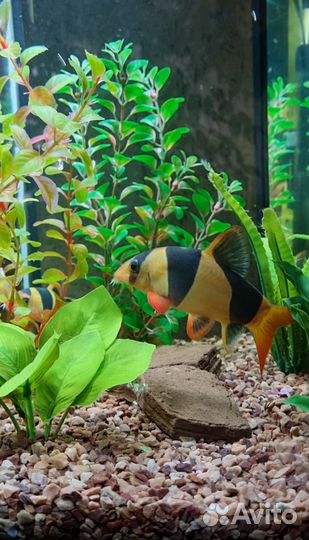 Аквариум 60 литров