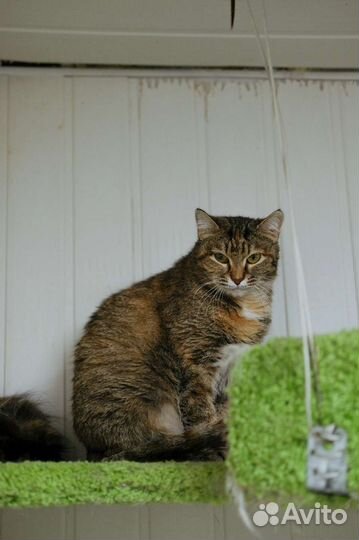 Бетти ищет дом