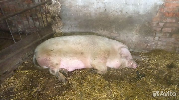 Свинина домашняя живой вес Хряк рабочий