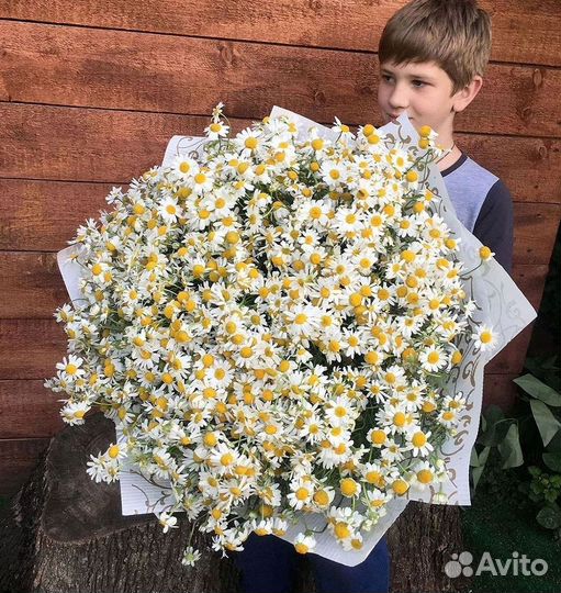 Цветы ромашки. Букеты ромашек. Цветы доставка