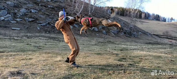 Дрессировка (фигурант), консультации по кинологии