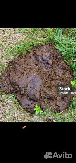 Коровяк для подкормки