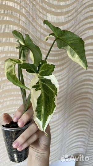 Сингониум т25