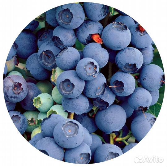 Саженцы 3-х летние блюкроп голубика (70-95 см)