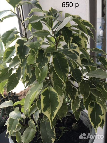 Фикус бенджамина