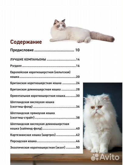 Книга про кошек