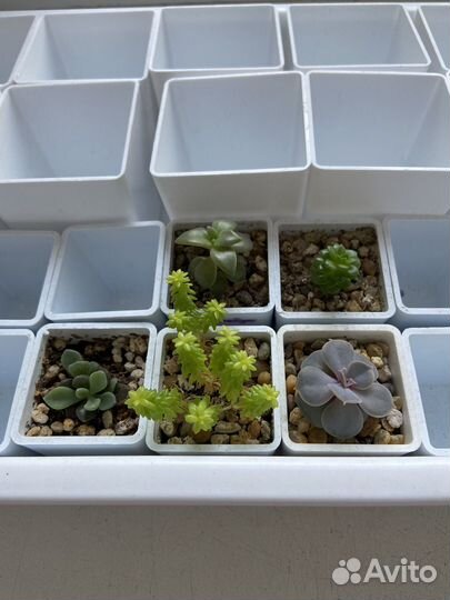 Набор для начинающего суккулентолюба