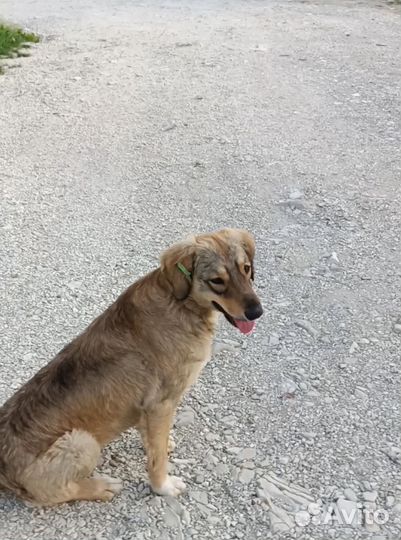 Собака в добрые руки