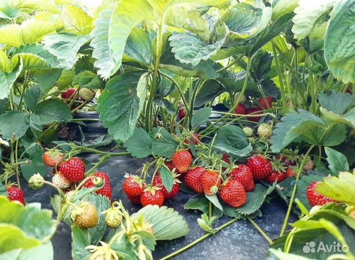 Рассада клубники Хоней